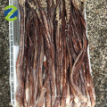 Calmar géant congelé de grande taille tentacule organe sexuel gigas squid